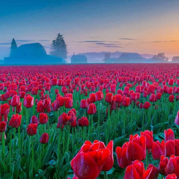 Kashmir Tulip Festival Package ( 6 Nights / 7 Days )