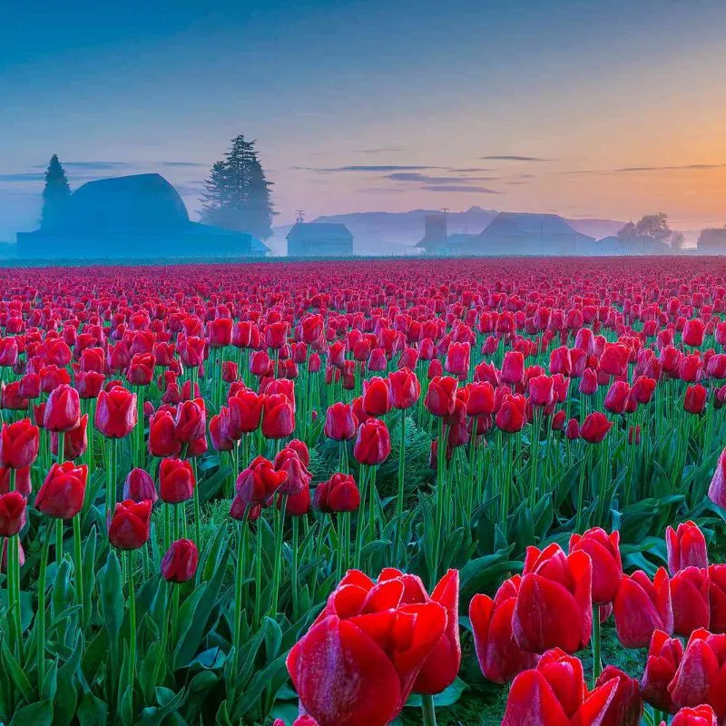 Kashmir Tulip Festival Package ( 6 Nights / 7 Days )